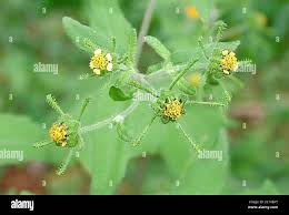 Image result for Sigesbeckia orientalis