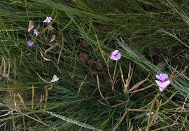 Image result for Tephrosia longipes