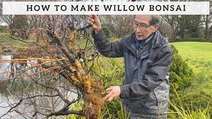 Feb 14, 2015 · willow is harvested, chipped and can be used in home heating systems or for generating electricity in thermal power stations. How To Make Willow Bonsai Youtube