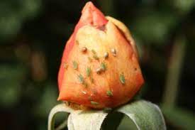 There are other insects to be wary of, but these two are the major pests you will have to deal with. Aphids On Rose Bushes How To Get Rid Of Aphids On Roses