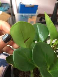 We did not find results for: Help Peperomia Obtusifolia Brow Spot On Leaves Gardening Forums