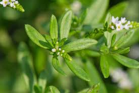 Image result for Euploca ovalifolia