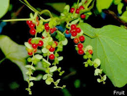 Image result for Cissampelos