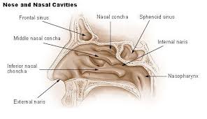 8 Post Nasal Drip Remedies For Immediate Lasting Relief Post Nasal Drip Remedy Allergy Remedies Remedies