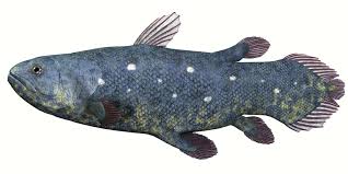 We would like to show you a description here but the site won't allow us. Coelacanth Definition Und Bedeutung Collins Worterbuch