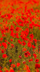 Check spelling or type a new query. Wallpaper Red Poppy Flowers Field Blurry 1920x1200 Hd Picture Image
