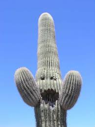 Smiling Saguaro Cactus Saguaro Mammoth Az Cactus Cactus Flower Saguaro Cactus