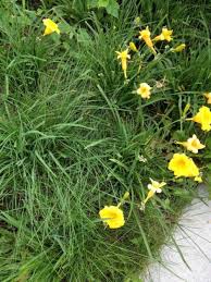 Check spelling or type a new query. Stella De Oro Dwarf Daylily