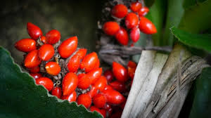 Image result for Palisota