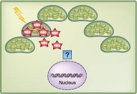 Chloroplasts are organelles found in plant cells and eukaryotic algae that conduct photosynthesis. Chloroplast Quality Control Balancing Energy Production And Stress Woodson 2016 New Phytologist Wiley Online Library