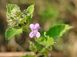 Image result for Mesosphaerum suaveolens