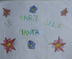 Il regno vegetale the vegetable or plant kingdom. Il Mondo Delle Piante