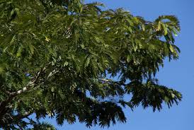 Image result for Brachystegia boehmii