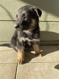 Dogs and cats for sale, puppies for sale. Puppies And Dogs For Sale Pets Classifieds Oregonlive Com