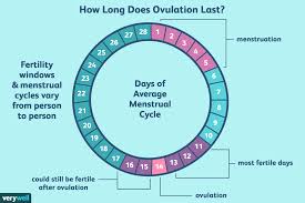 how long does ovulation and your fertile window last