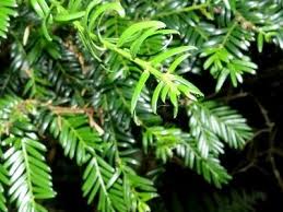 Common Tree Species Used For Bonsai Bonsai Empire Bonsai Tree Bonsai Tree Identification