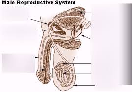 Explore the anatomy systems of the human body! Male Reproductive System Diagram Quizlet