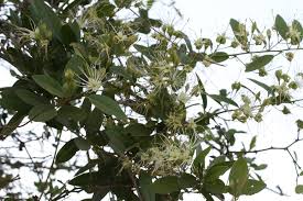Image result for Maerua buxifolia