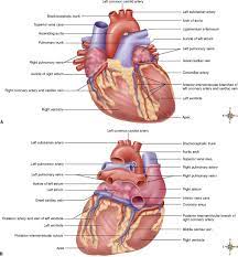 In addition, codominance (balanced distribution) of the arteries (the posterior descending branch comes from the rca, and the posterior left ventricular branch derives from the lcx artery) is found in less than 20% of cases. Anatomy Of The Cardiovascular System Basicmedical Key