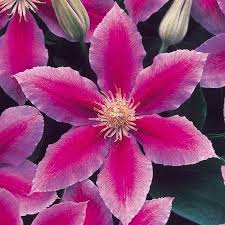 Buy doctor ruppel clematis plants online by mail order at ashridge nurseries. Clematis Dr Ruppel Clematis Plants Clematis Plants