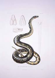 Are boa constrictors good pets? in general, large snakes are not considered the friendliest of pets for small children. Boa Constrictor Wikipedia