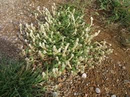 Image result for Gomphrena celosioides
