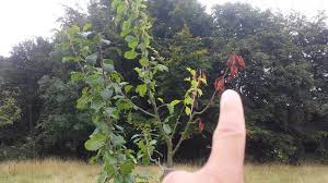 Résultat de recherche d'images pour "early transparent gage"