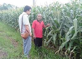 Panduan besar falsafah peraturan mengenai cara mencapai matlamat 18 dasar pertanian negara pembangunan in situ: Pembangunan In Situ Dasar Pertanian Negara