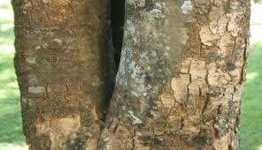 Image result for Erythrococca zambesiaca