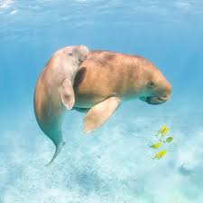 Australia's rampant, needless killing of endangered sea turtles & dugong must stop. Australiens Niedlichste Tiermomente Tourism Australia