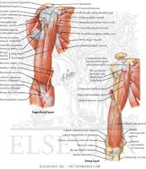 We've just got a diagram of it here. Arm Muscles With Portions Of Arteries And Nerves Muscles Of Arm Anterior Views