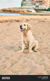 Reddit gives you the best of the internet in one place. Beautiful Cute Golden Image Photo Free Trial Bigstock