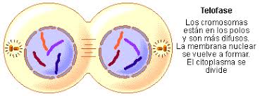 Resultado de imagen de telofase partes