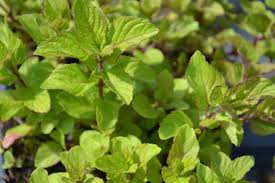 Huile essentielle de menthe poivr?e vigoureux rampant lolium vari?t? Menthe Bergamote Bio