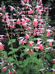 Salvia Coccinea Coral Nympth Salvia Sage Seeds Flowers Perennials