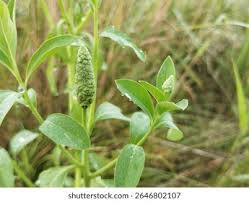 Image result for Sphenoclea zeylanica