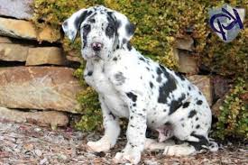 While dalmatians can be slightly more mixing a golden retriever with any smaller breed will result in the big golden personality in a tinier. Great Dane Dalmatian Mix Puppies For Sale Petsidi