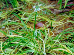 Image result for Liliaceae