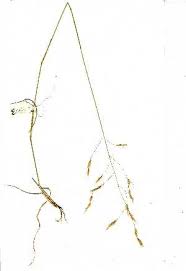 Image result for Aristida scabrivalvis