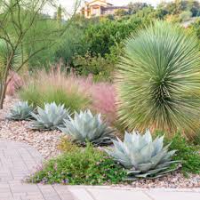 Having a small front yard sometimes is lucky. 75 Beautiful Desert Front Yard Landscaping Pictures Ideas July 2021 Houzz