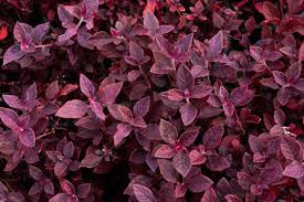 Image result for Aerva