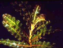 Image result for Potamogeton crispus