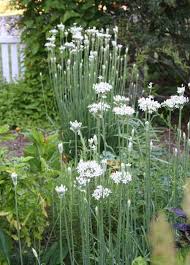 Free for commercial use no attribution required high quality images. Garlic Chives A Hardy Perennial Herb With Strap Shaped Leaves And Straight Thin Taller White Flow Hardy Perennials Garden Flowers Perennials Beautiful Blooms