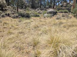 Image result for Alloteropsis semialata