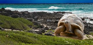 The galápagos islands and their surrounding waters form an ecuadorian province, a national park, and a biological marine reserve. The Best Affordable Hostels And Hotels In The Galapagos Islands Budget Your Trip
