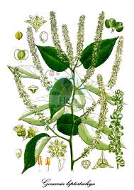 Image result for Rhamnaceae