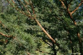 Image result for Searsia rehmanniana