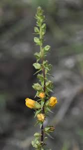 Image result for Alectra sessiliflora