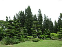 Arboles Frondosos En El Jardin Botanico Santo Domingo Republica Dominicana Www Seguridadconductor Com Caribbean Islands Outdoor Caribbean