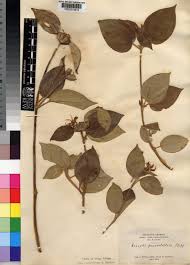 Image result for Melastomastrum capitatum